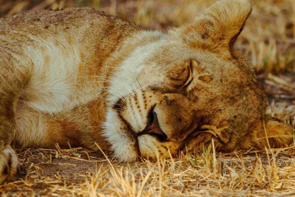 Festive Season Kruger